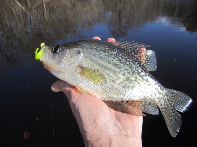 Find and Catch Crappie in Late February and Early March with Kent